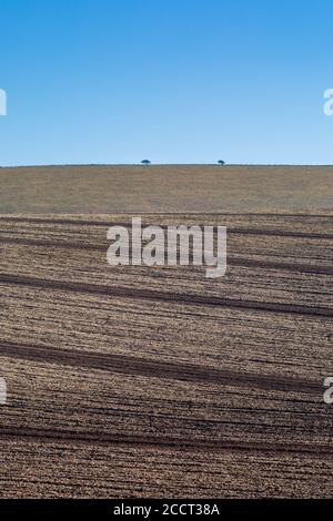 Two trees on the horizon of a hill, with ploughed fields in the foreground Stock Photo