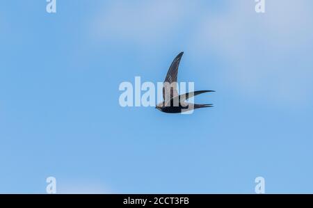 Common swift bird in flight isolated on white background (Apus apus ...