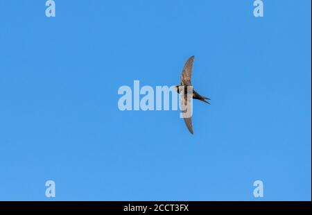 Common swift, Apus apus, in flight during breeding season. Stock Photo