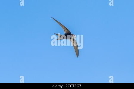 Common swift, Apus apus, in flight during breeding season. Stock Photo