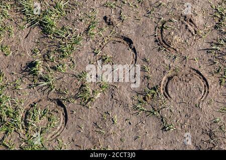 Horseshoe prints in soil after rain, in the countryside Stock Photo