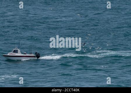 Mixed gull flock following fishing boat nesar Weymouth. Herring gulls, Great Black-backed gulls etc. Stock Photo