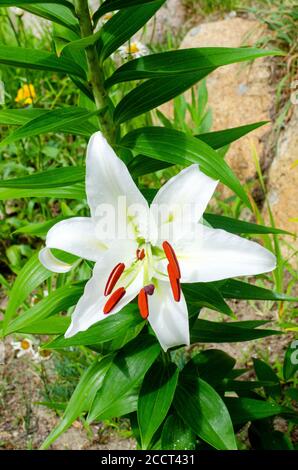 Beautiful white Casablanca Lily, Lilium oriental Casa Blanca, in bloom close-up showing bright red stamens Stock Photo