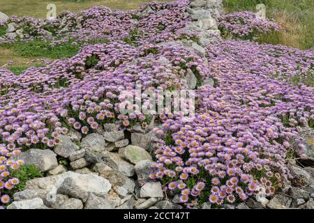 Seaside daisy, Erigeron glaucus, naturalised en masse on the limestone coast of Portland, Dorset. Stock Photo