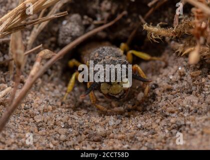 Female beewolf, Philanthus triangulum, at entrance to its nest, on heathland, Dorset. Stock Photo