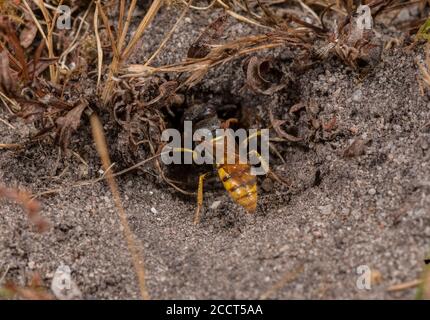 Female beewolf, Philanthus triangulum, at entrance to its nest, on heathland, Dorset. Stock Photo