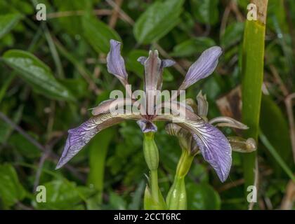 Stinking iris, Iris foetidissima, in flower in limestone woodland, spring. Stock Photo