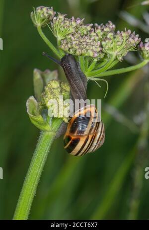 Brown-lipped snail, Cepaea nemoralis, colour form, feeding on Hogweed, after rain. Dorset. Stock Photo