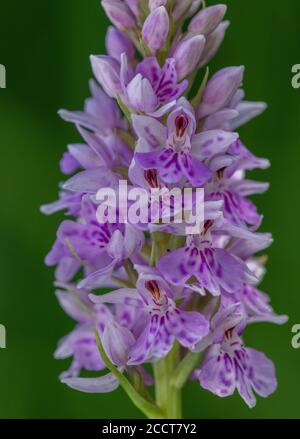 Inflorescence of Common spotted-orchid, Dactylorhiza fuchsii; attractive colour form, Purbeck, Dorset. Stock Photo