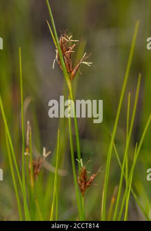 Brown beak-sedge, Rhynchospora fusca, in boggy heasthland area, Hartland Moor, Purbeck; Dorset. Stock Photo