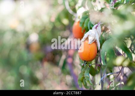 passiflora orange fruit on the plant Stock Photo