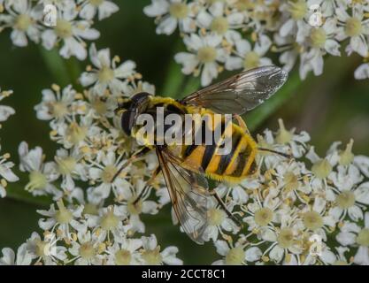 Batman Hoverfly, Myathropa florea, feeding on Hogweed. Stock Photo