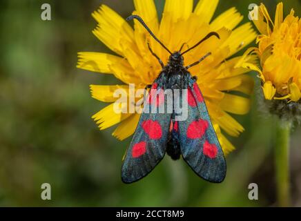 Five-spot Burnet, Zygaena trifolii, moth perched on Hairy Hawkbit, chalk downland, Hants. Stock Photo