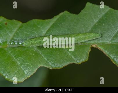 Caterpillar of Brimstone butterfly, Gonepteryx rhamni, on Alder buckthorn, chalk downland, Hants. Stock Photo