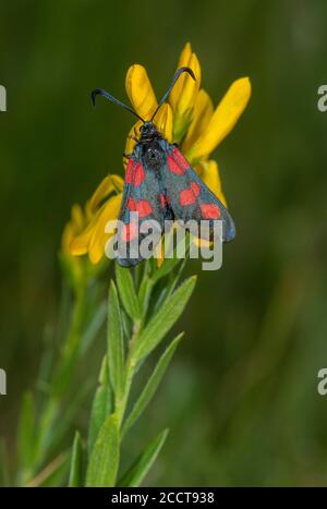 Five-spot Burnet, Zygaena trifolii, moth perched on Dyer’s Greenweed,  Genista tinctoria. Alner's Gorse, Dorset. Stock Photo