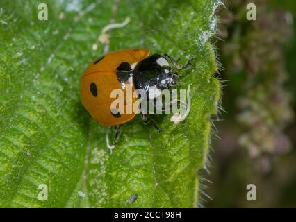7-spot ladybird, Coccinella septempunctata, carrying anther with pollen. Stock Photo