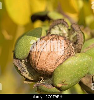Ripe walnuts on the tree Stock Photo