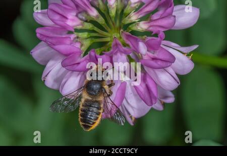 A female leaf-cutter bee, Megachile sp, visiting Crown Vetch flowers in a wildlife garden. Dorset. Stock Photo