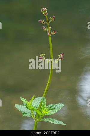 Water figwort, Scrophularia auriculata, in flower, growing on bank of river; Dorset. Stock Photo