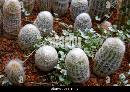 Old Man Cactus, Cephalocereus senilis, small barrel shape, grey-white hairs cover plant, flowers in spring, native to Mexico, nature, unique Stock Photo