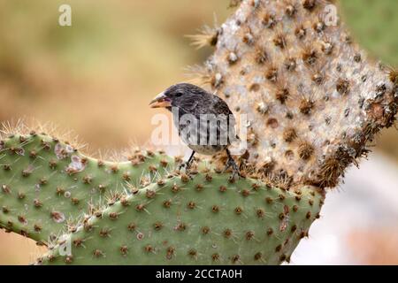 Darwin's finch transporting a seed in its beak, resting on a cactus in Santa Cruz island, Galapagos (Ecuador) Stock Photo