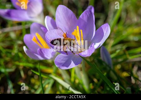 Honey bee covered in yellow pollen foraging a purple crocus flower at the end of winter Stock Photo