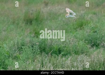Barn owl, Tyto alba in flight in the evening, hunting over floodplain meadows, Dorset. Stock Photo