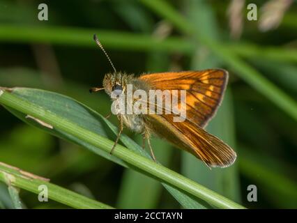 Female Large Skipper, Ochlodes sylvanus, perched on grass.