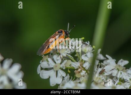 Turnip Sawfly, Athalia rosae feeding on Hogweed flowers. Stock Photo
