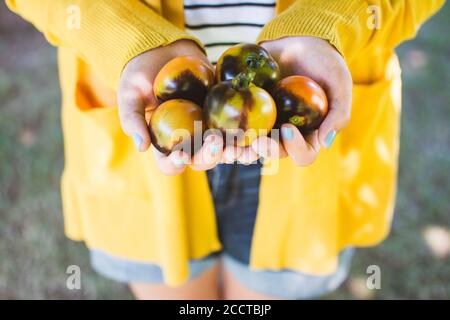 Garden Ripe Tomatoes Held in Hands of Girl in Yellow Sweater Stock Photo