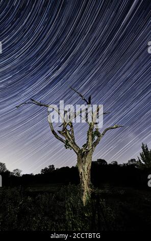 Dead Tree, Star Trail in Colour Stock Photo