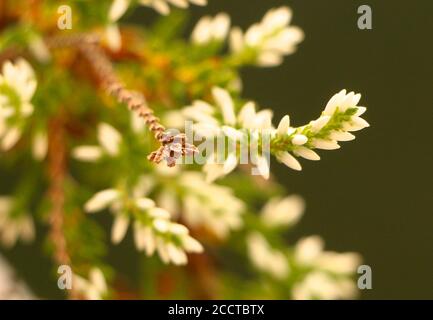 Close up of a dead branch and a live branch with white flowers of a common heather plant calluna vulgaris Stock Photo