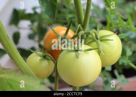 Potted tomato plant growing in summer with vine tomatoes ready to ripen Stock Photo