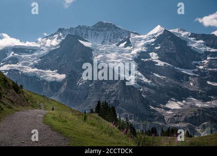 The snow capped peaks of majestic mountain Jungfrau surrounded by some clouds seen from a hiking trail between alpine pastures near Wengen in summer. Stock Photo