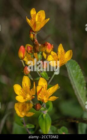 Slender St John's-wort, Hypericum pulchrum, in flower in damp, shady acid grassland. Dorset. Stock Photo