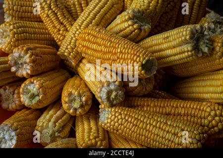 Dry yellow corn cobs natural dry grain food Stock Photo