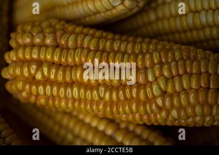 Dry yellow corn cobs natural dry grain food Stock Photo