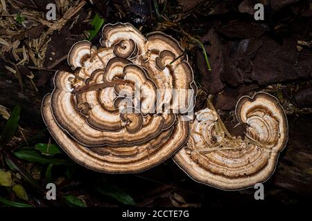 Bracket fungi Stock Photo