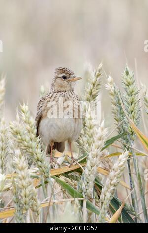 Eurasian Skylark ( Alauda arvensis ) perched in an almost ripe wheat field, raised crest, bird of open land, nice frontal view, wildlife, Europe. Stock Photo