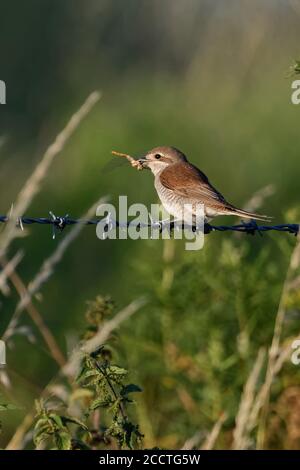 Red-backed Shrike ( Lanius collurio ), adult female, perched on a barbed wire fence, with prey, dragonfly in its beak, natural surrounding, wildlife, Stock Photo