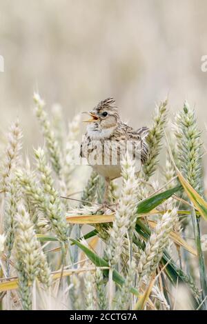 Skylark ( Alauda arvensis ) singing in a wheat field, perched on wheat crops, raised crest, typical songbird of open land, wildlife, Europe. Stock Photo