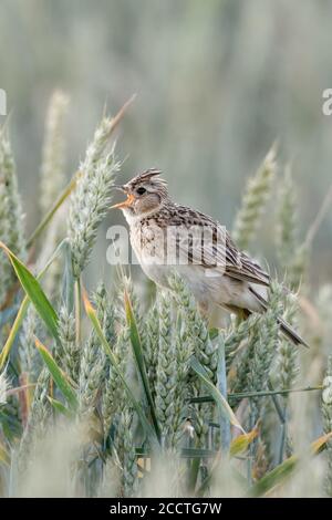 Skylark ( Alauda arvensis ) singing in a wheat field, perched on wheat crops, typical and charakteristic bird on farmland in summer, wildlife, Europe. Stock Photo