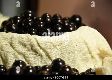 Jabuticaba is Brazilian fruit native to the Atlantic Forest. It has few calories and carbohydrates and is rich in nutrients like vitamin C, E, magnesi Stock Photo