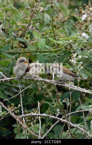 Red-backed Shrikes ( Lanius collurio ), female feeding chick, passing a bumblebee to young fledglings, wildlife, Europe. Stock Photo