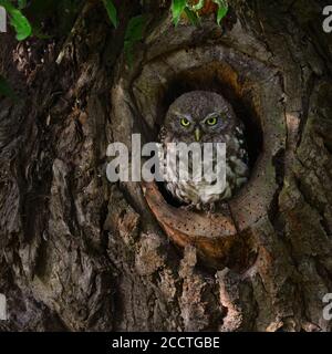 Little Owl / Minervas Owl ( Athene noctua ), young bird, sitting, perched, watching out of natural tree hollow in an old willow, eye contact, wildlife Stock Photo