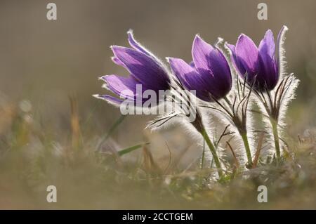 Common Pasque Flower ( Pulsatilla vulgaris ), flowering, blossoming spring ephemerals, growing on calcareous low-nutrient meadow, wild flower, Europe. Stock Photo