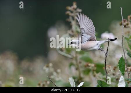 Red-backed Shrike ( Lanius collurio ), adult male taking off from its outlook, flying away, in flight, typical surrounding of bramble hedge, rainy day Stock Photo