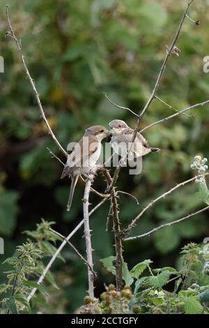 Red-backed Shrike ( Lanius collurio ), adult female feeding young fledgling, chick, with black beetle on top of a dry bramble tendril, wildlife, Europ Stock Photo