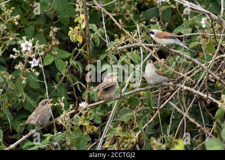 Red-backed Shrike ( Lanius collurio ), male passing prey to female for feeding, while young chicks, juveniles begging for food, wildlife, Europe.