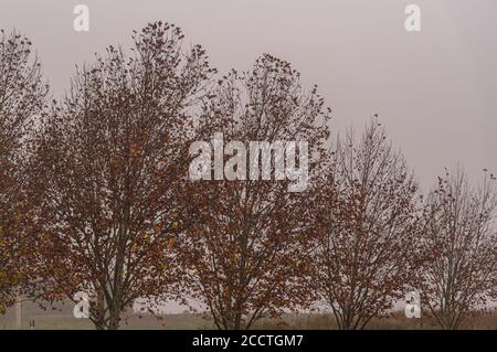 Maple trees (Platanus × hispanica). Dawn with fog. Nature and flora ...